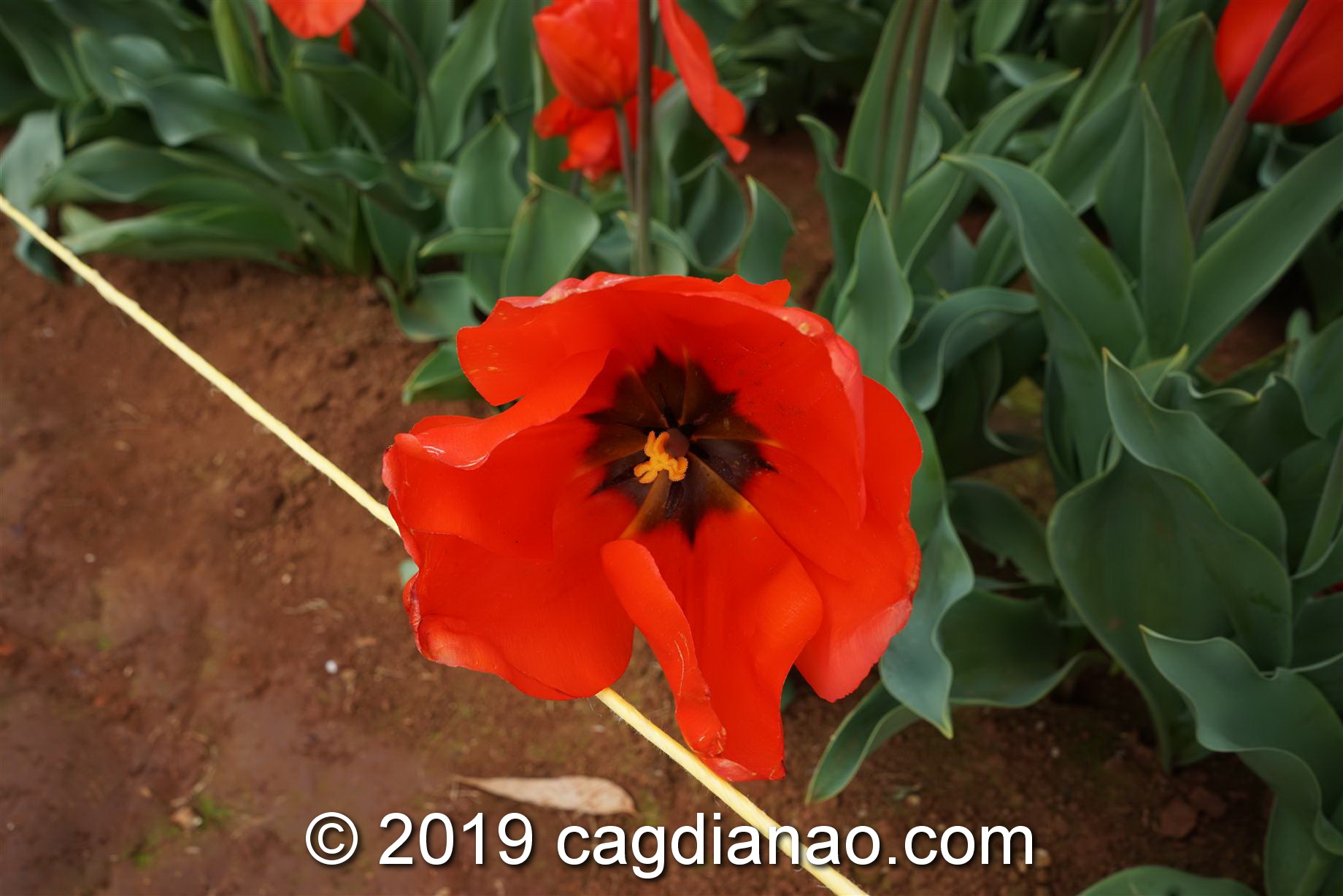 Tessalaars Tulip Farm -September 30 2019